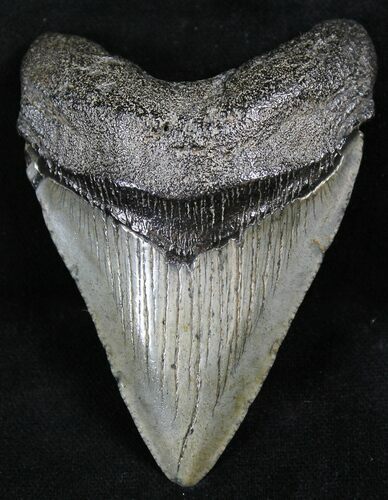 Light Grey, Megalodon Tooth - South Carolina #26508